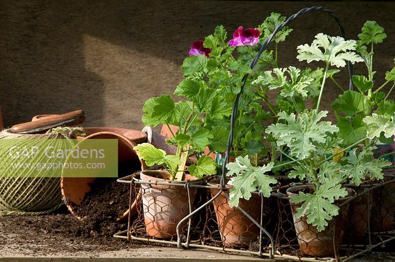 Young scented Pelargoniums in terracotta pots