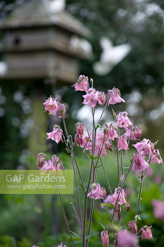Aquilegia with dovecote and white doves in background