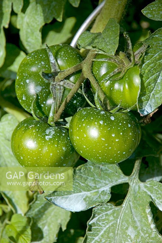 Tomatoes spryaed with Copper blight preventative