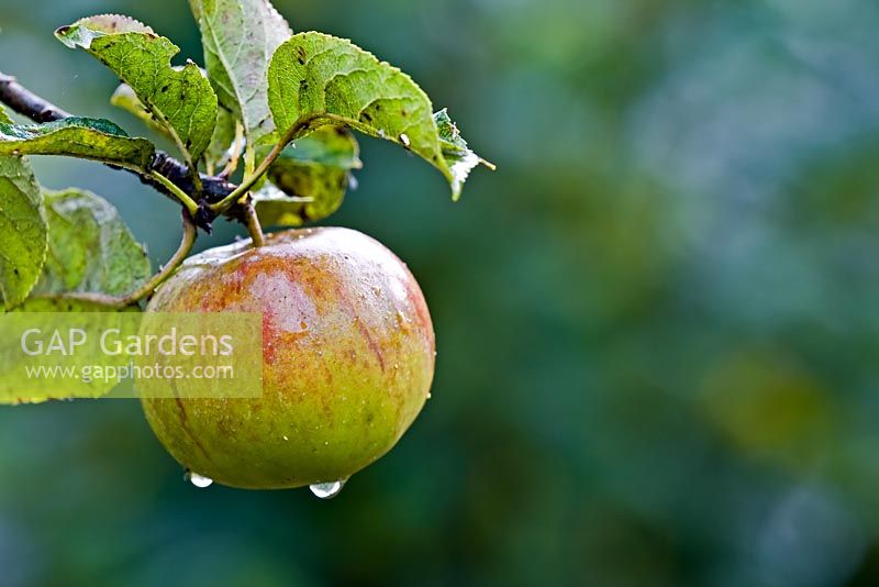 Malus 'Wagener' - Apple