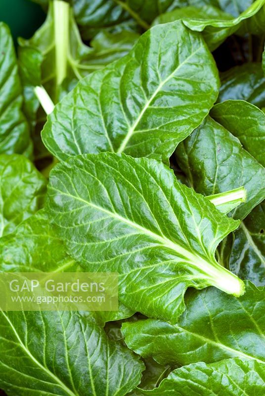 Freshly cut Beta vulgaris - Perpetual spinach