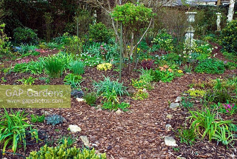 Spring borders with specialist spring plants including Anemones, Dicentra, and Primula dissected by woodchip paths and statuary - Woodchippings, Northants 