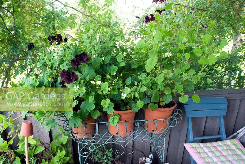 Wire jardinere with containers of Pelargoniums inc Pelargonium 'Lord Bute' in summerhouse - Norfolk