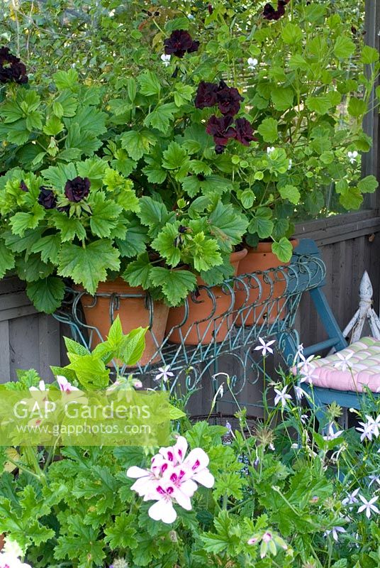 Wire jardinere with containers of Pelargoniums including Pelargonium 'Lord Bute'