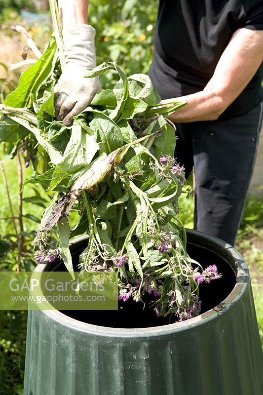 Adding Symphytum - Comfrey leaves to the compost bin