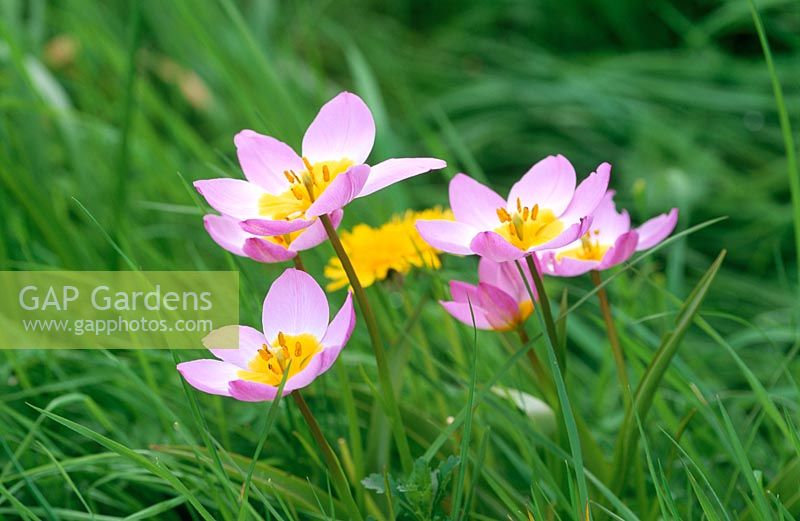 Tulipa saxatils Bakeri Group 'Lilac Wonder' in grass - meadow planting