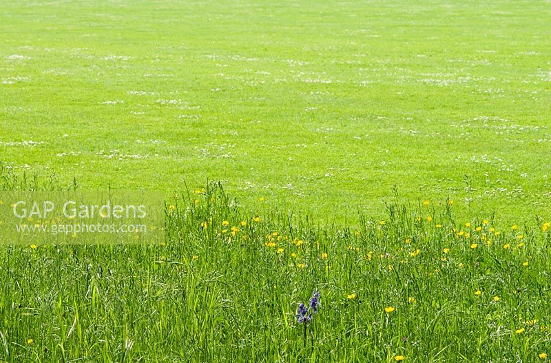 Long meadow grass with Bluebells -Hyacinthoides non-scripta and Buttercups - Ranunculus repens contrasting with a mown lawn in early May