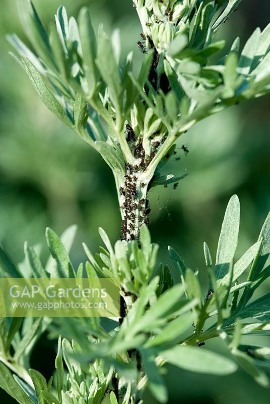 Black aphids on the stem of Artemisia 'Powis Castle' in June