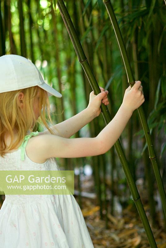 Young girl holding Bamboo stems  -Phyllostachy viridi-glaucescens from China