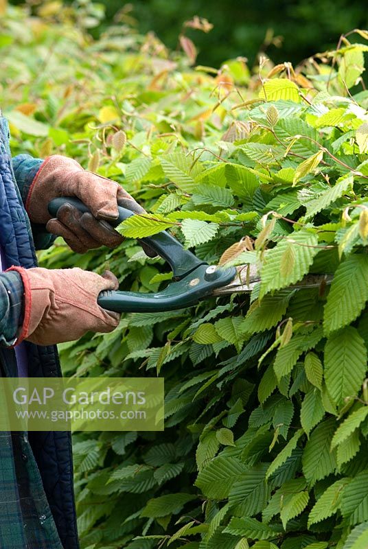 Woman wearing gloves trimming hedge with hand shears, Carpinus betulus - Hornbeam hedge, May