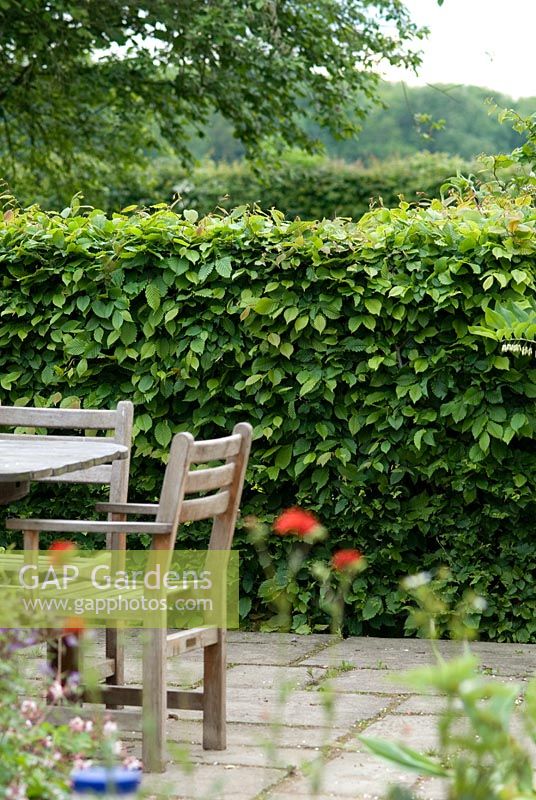 Carpinus betulus - Hornbeam hedge giving protection to patio area with stone paving and wooden furniture.