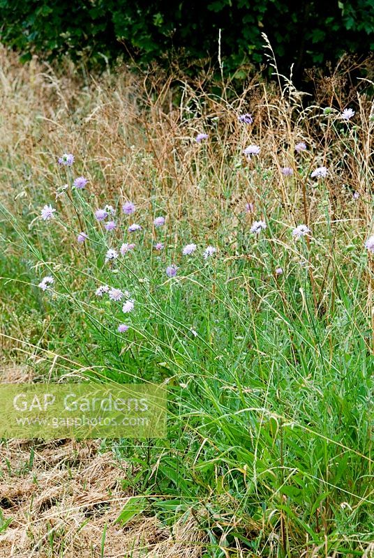 Scabiosa columbaria - Field Scabius  growing on a road side verge, July