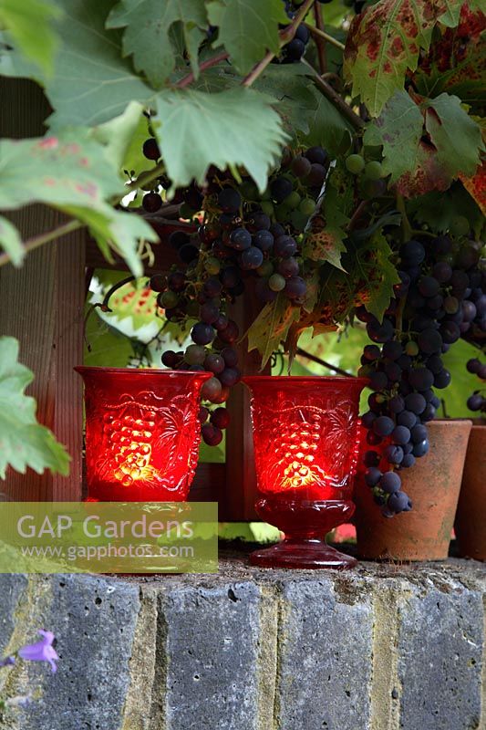 Red glass candleholders on brick wall, Vitis - Grapevine on trellis 