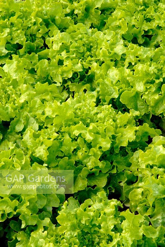 Lettuce 'Salad Bowl'