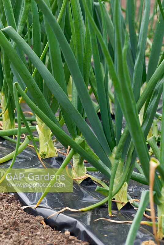 Allium cepa - Onions growing thrugh black plastic mulch