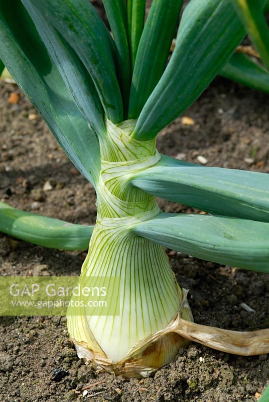 Allium cepa - Onion 'The Kelsae' 