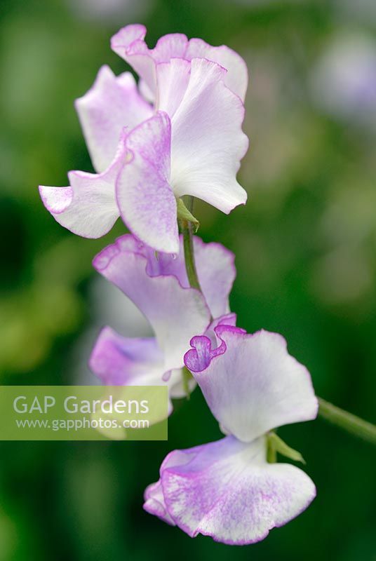 Lathyrus odoratus 'Lilac Ripple' 