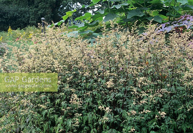 Artemisia lactiflora - Guizhou Group