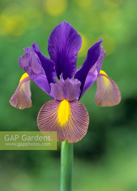 Iris 'Sapphire beauty'