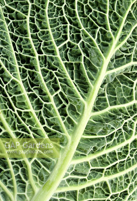 Brassica - Savoy cabbage 