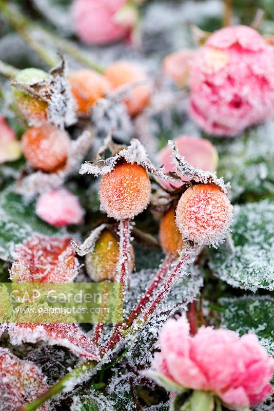 Rosa bonica petals and rose hips with frost
