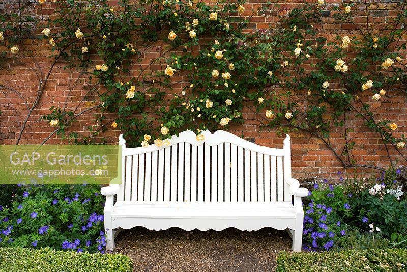 White bench against wall with climbing Rosa 'Lady Hillingdon' behind - Mottisfont Abbey, Hamsphire