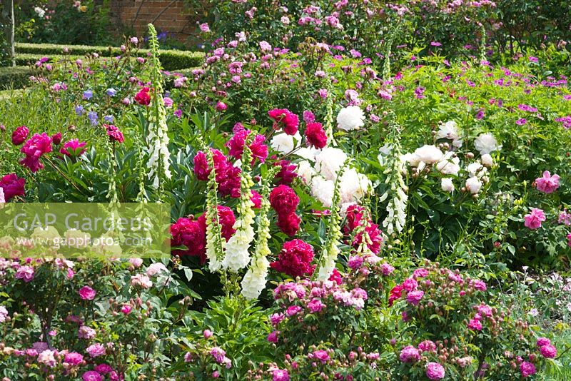 White Digitalis, Roses and Paeonia in summer garden - Mottisfont Abbey, Hamsphire