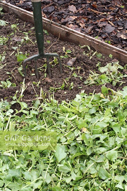 Raphanus sativus - Fodder Radish in the process of being dug into the soil. It has first been cut down with shears to make the process of digging this organic 'green manure' easier