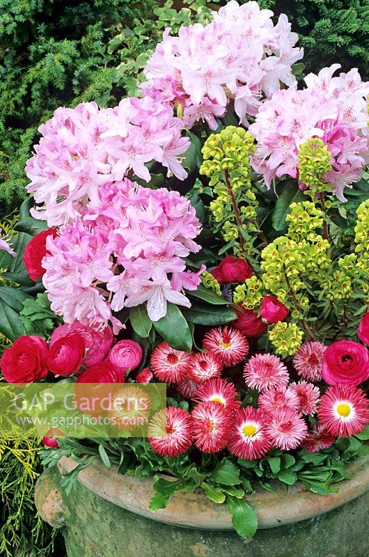Spectacular spring blooms from a pink Rhododendron, Ranunculus 'Accolade', Bellis and Euphorbia x martini displayed in a nicely weathered terracotta pot