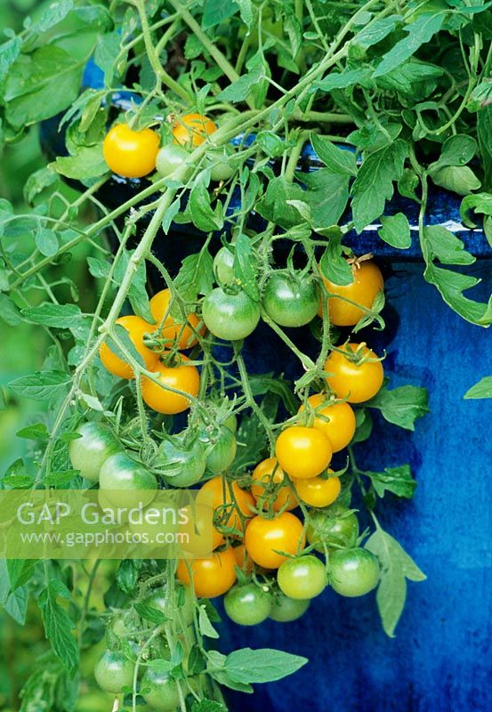 Yellow fruited Tomato 'Tumbling Tom Yellow' highlighted against a Chinese blue glazed pot