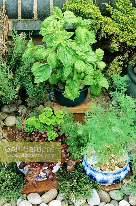 Herbs and salad vegetables growing in old chamber pots. Lettuce leaved Ocimum Basilicum at the back, Petroselinum with Lettuce 'Red Salad Bowl' and Anethum gravoelens. Thymus forms a carpet around the base of the pots.