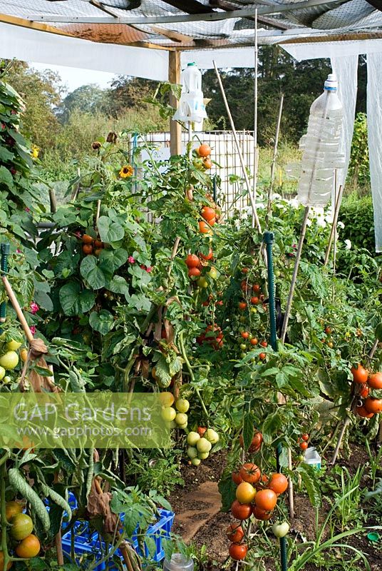Old plastic milk and water bottles recycled and used as a bird scares on sticks. Canopy made of plastic sheet and bubble wrap to protect some plants like tomatoes. Tomatoes tied to supports with ladies tights on an allotment in Cambridgeshire.