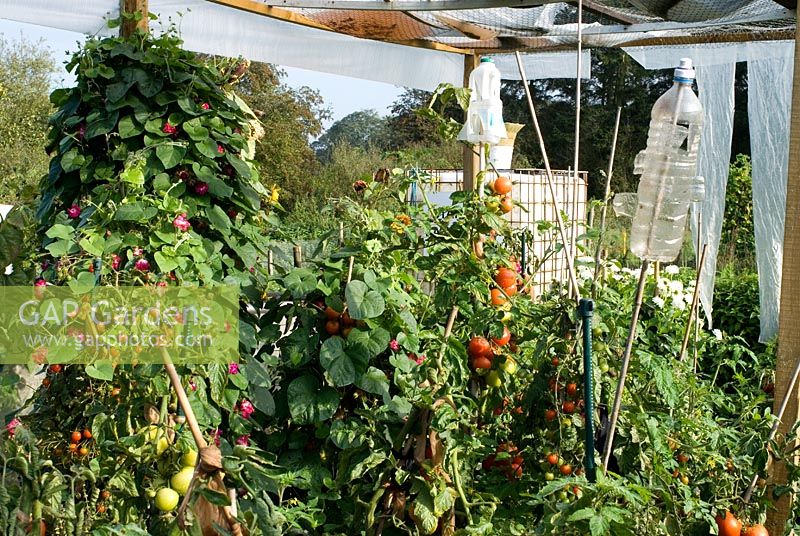 Old plastic milk and water bottles recycled and used as a bird scares on sticks. Canopy made of plastic sheet and bubble wrap to protect some plants like tomatoes. Tomatoes tied to supports with ladies tights and  growing with Ipomoea on an allotment in Cambridgeshire.