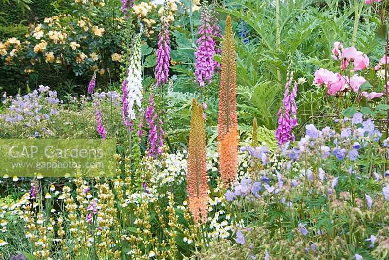 Herbaceous borders at Cothay Manor, Somerset containing repeated clumps of Geranium pratense 'Mrs Kendall Clark', Anthemis punctata sp cupaniana and Sisyrinchium striatum punctuated by Digitalis and foxtail lilies with cardoons and Macleaya behind