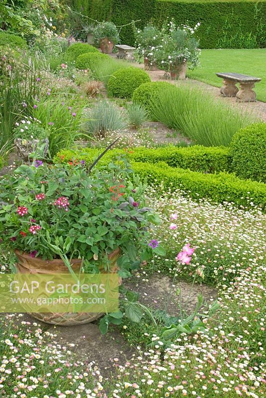 The terrace at Cothay Manor, Somerset covered with self seeded Erigeron karvinskianus, filling part of a box-edged knot garden. Planter contains Salvia elegans, Lathyrus odoratus, Verbenas and purple sage
