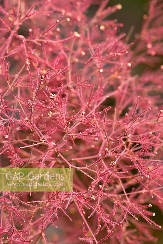 Fluffly inflorescence of Cotinus coggygria - The smoke bush