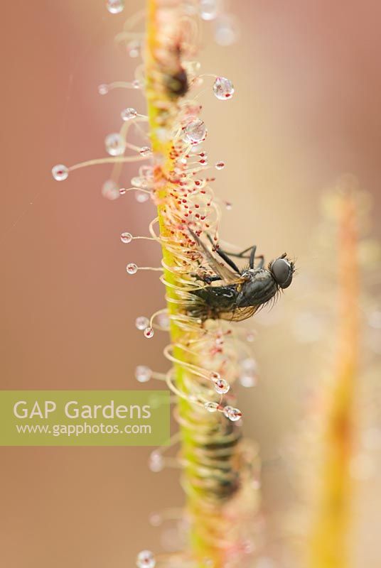 Fly, attracted by sticky exudations on the leaves of Drosera binata, ensnared by the plant's tentacles - Hewitt-Cooper Carnivorous Plants in Somerset