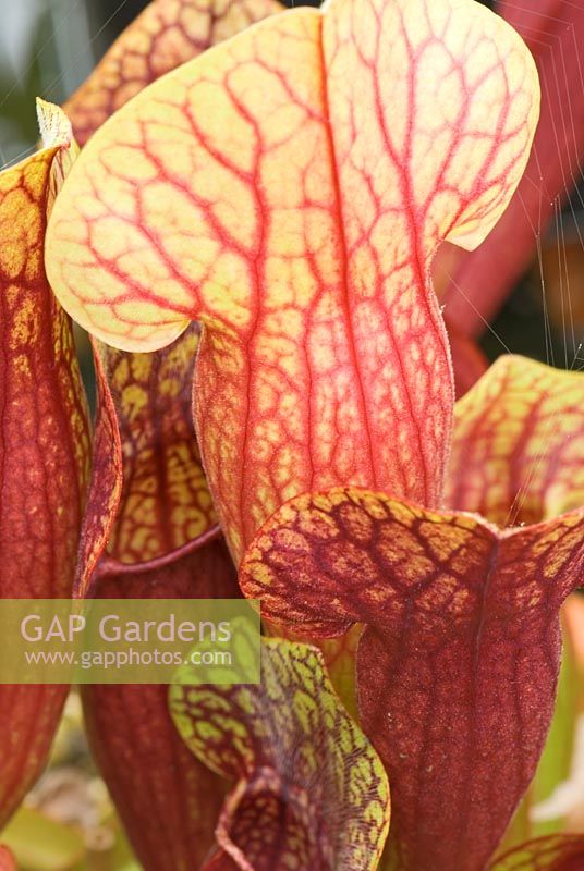 Sarracenia x catesbyi - Short form of the north American Pitcher plant with deep red veining at Hewitt-Cooper Carnivorous Plants, in Somerset