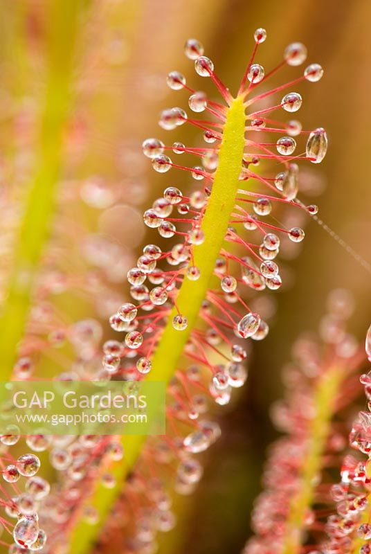 Drosera x hybrida - Hairs covered with a sticky exudation trap insects on - Hewitt-Cooper Carnivorous Plants in Somerset