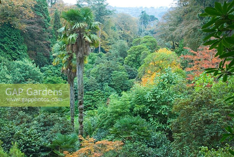 The Rhododendron valley punctuated by tall Trachycarpus fortunei - Chusan palms, the tallest in the country also features Camellias, bamboos, Acers - Trebah, Mawnan Smith, nr Falmouth, Cornwall