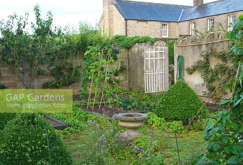 Kitchen garden with raised beds made with railway sleepers, featuring decorative clipped box pyramids and trained fruit trees around the walls - Dorset