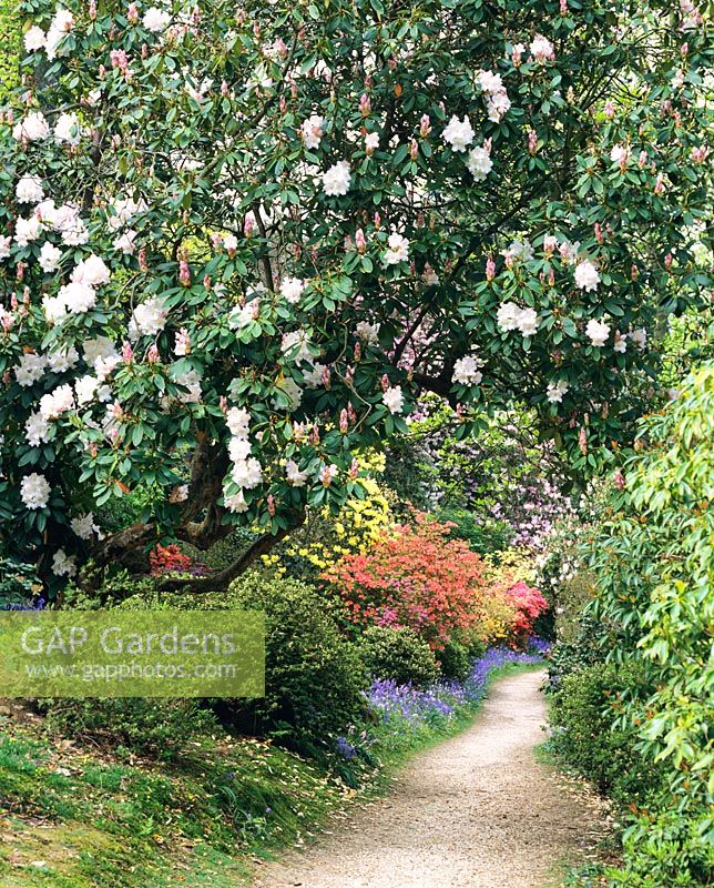 Path through Rhododendrons at Leonardslee Gardens
