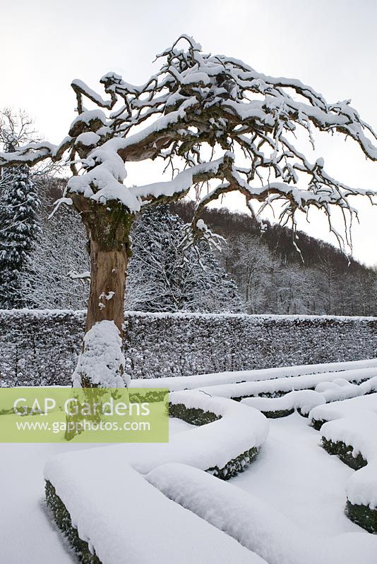 Buxus hedges surrounded by a clipped hedge Carpinus betulus, Hornbeam, Old tree kept in garden for it's sculptural look, The Renaissance garden with snow, large pine trees, the gardens of Norrviken 