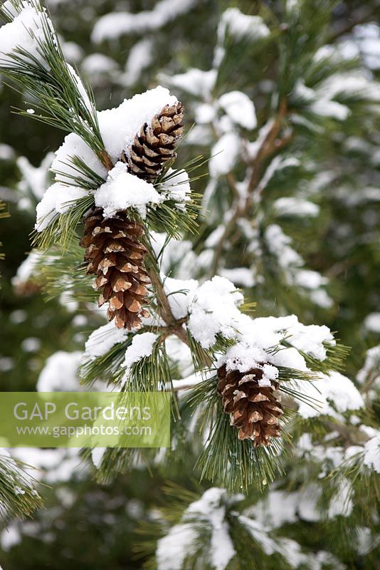 Pinus peuce, Macedonian Pine, pine cones on tree with snow