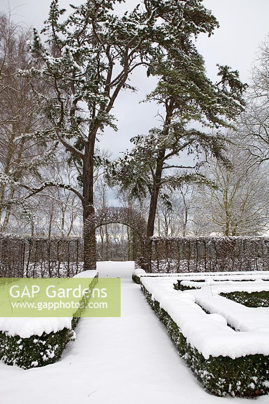 Buxus hedges surrounded by a clipped hedge Carpinus betulus, hornbeam gateway, - The Renaissance garden with snow, large pine trees at the entrance, the gardens of Norrviken 