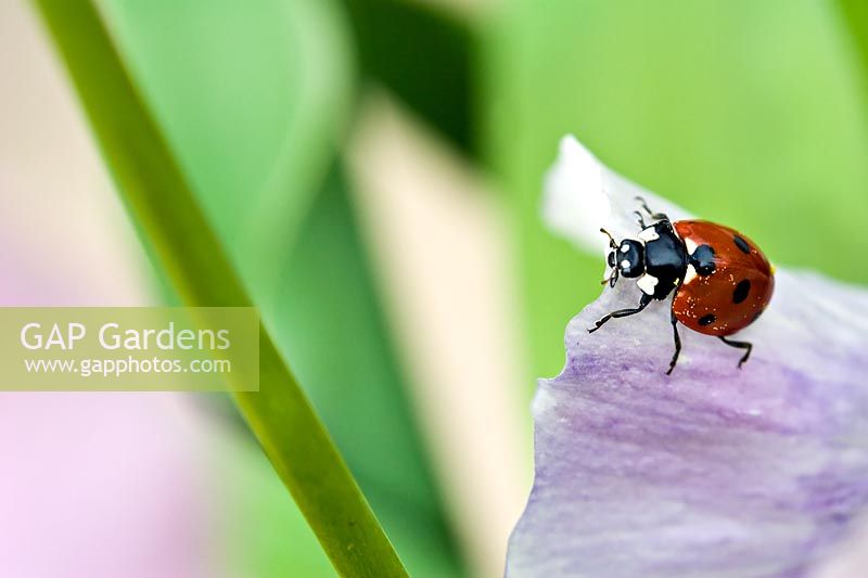 Coccinella septempunctata - Seven spotted ladybird on a Viola petal