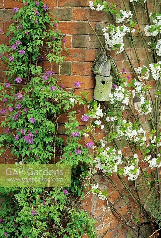 Spring pairing of Clematis macropetala with a fan trained Morello cherry on a shady wall