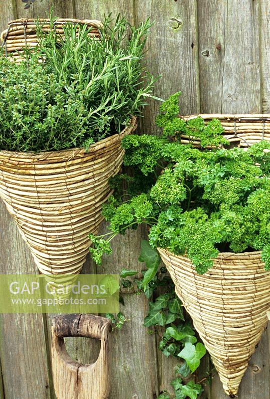 Essential culinary herbs help to soften a bare fence suspended in woven, rattan baskets. Rosmarinus officinalis, Thymus and Petroselinum crispum.