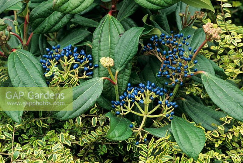 Viburnum davidii - Female form showing the spectacular clusters of blue fruit seen against a backdrop of Lonicera nitida 'Lemon Beauty'