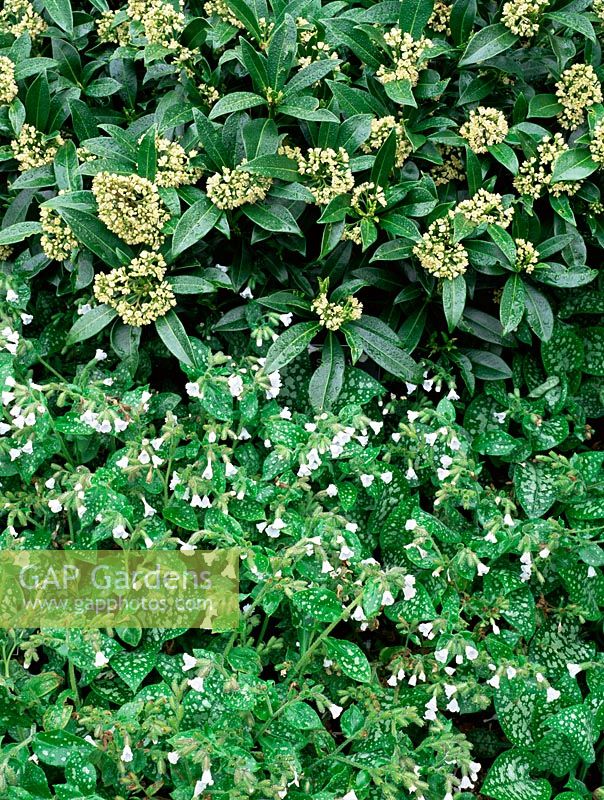 Pulmonaria 'Sissinghurst White' AGM with Skimmia 'Kew Green' AGM